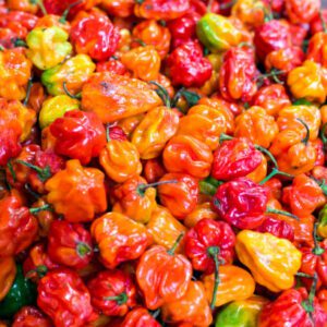 Whole Hot Habanero Peppers – Ata Rodo PER DUSTBIN BASKET