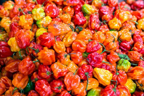 Whole Hot Habanero Peppers – Ata Rodo PER DUSTBIN BASKET