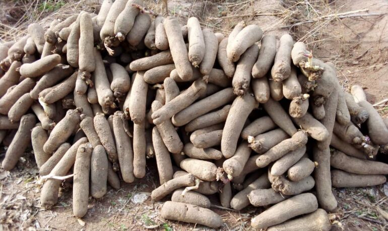 Benue Food Bank