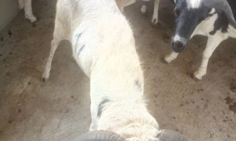 Gradesgate Farm Limited