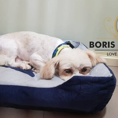 Boris Pets Hotel