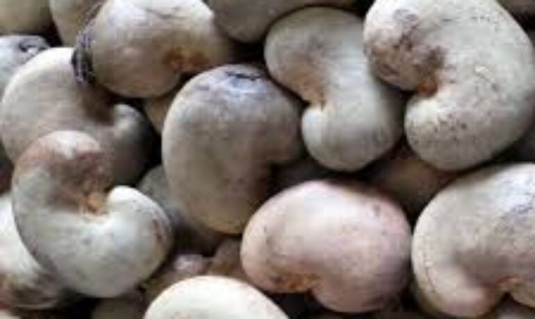 Cashew Nuts Supply Services