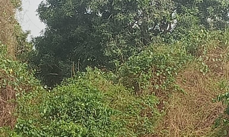 Clement Agro Business and Cow Dealer Ventures