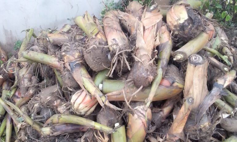 Dosh Agro Farm