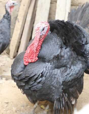 Isa Musa Poultry Farm 