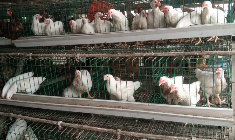 POPOOLA FARMS PROJECT