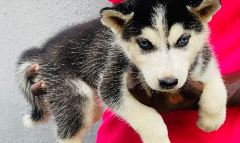 Toluwalase Popoola Dog Breeding Service