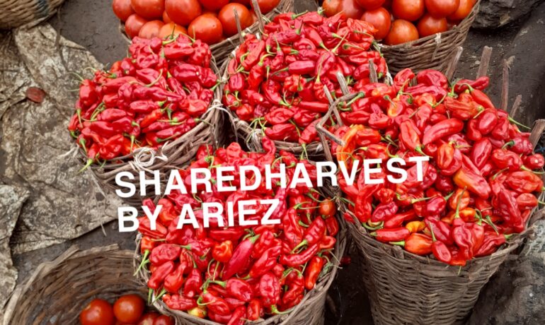 SharedHarvest by Ariez