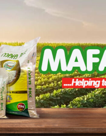 Mafa Rice