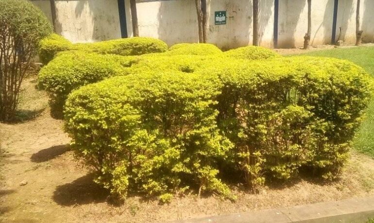 Auto Gardener Service
