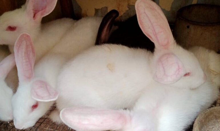 Sholay4krist Plumbing Services and Rabbit Farm