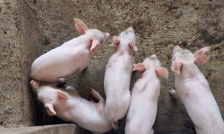 PSAM Farms