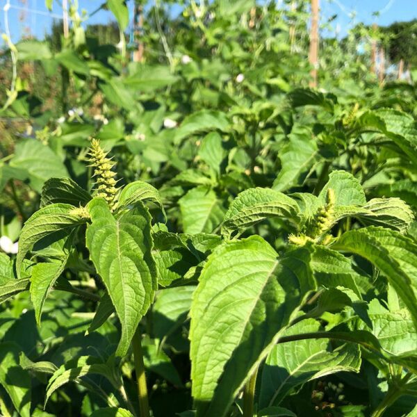 Scent (Efirin) Leaves