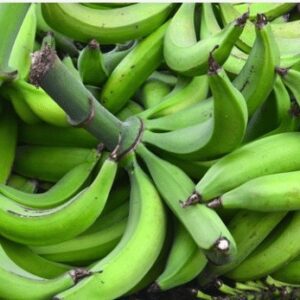 Unripe Plantain PER FINGER - LARGE BUNCHES AVAILABLE