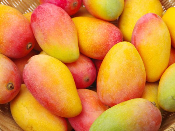 Big Mangoes PER ONE