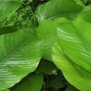 Moin Moin Leaves PER BUNCH