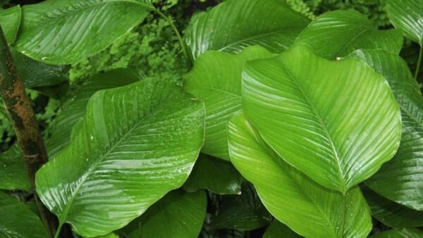 Moin Moin Leaves PER BUNCH