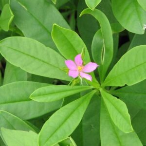 Waterleaf (Efo Gbure)
