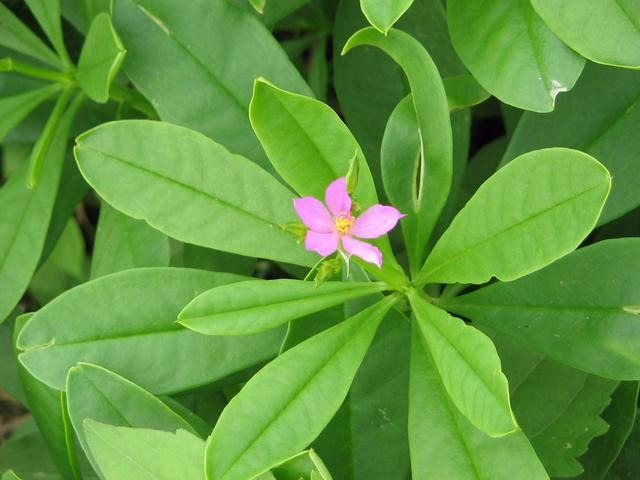 Waterleaf (Efo Gbure)