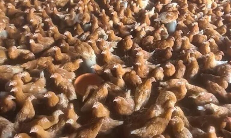 GKF Farms LTD